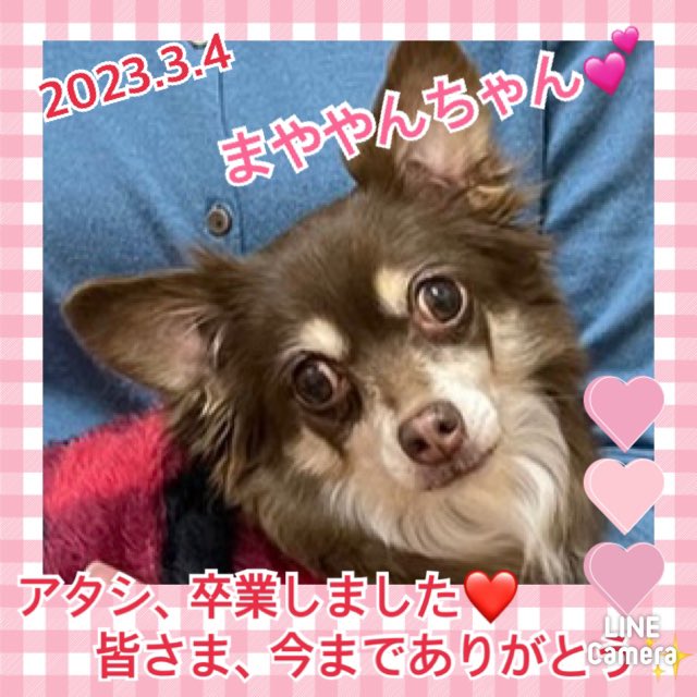 【運命の赤い糸見～つけた💓チワワのまややんちゃん💕、イタグレのボーグル君💕】2023,3,4